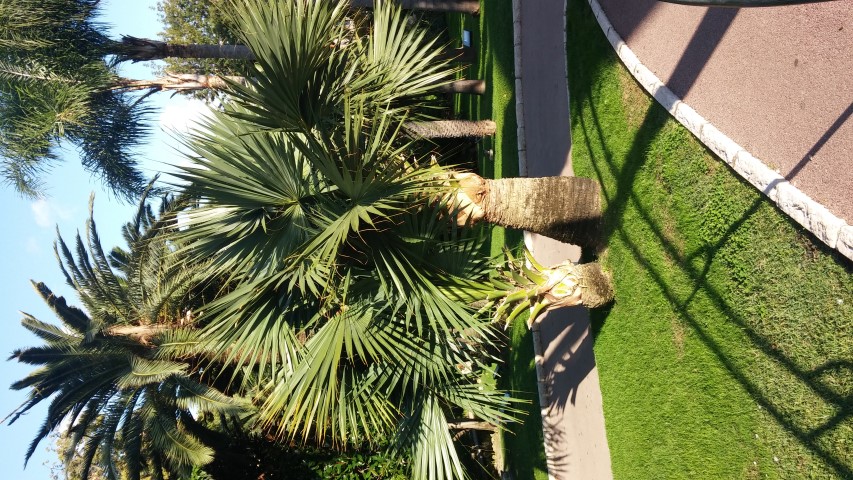 Sabal umbrsculifera plantplacesimage20151011_161420.jpg