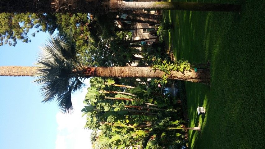 Sabal umbrsculifera plantplacesimage20151011_161501.jpg