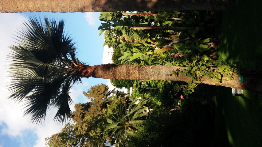 Sabal umbrsculifera plantplacesimage20151011_161521.jpg