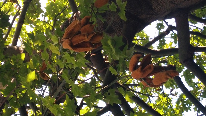 Sabal umbrsculifera plantplacesimage20151011_161613.jpg