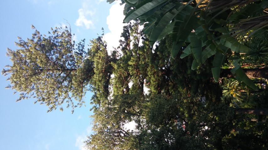 Araucaria excelsa plantplacesimage20151011_161904.jpg