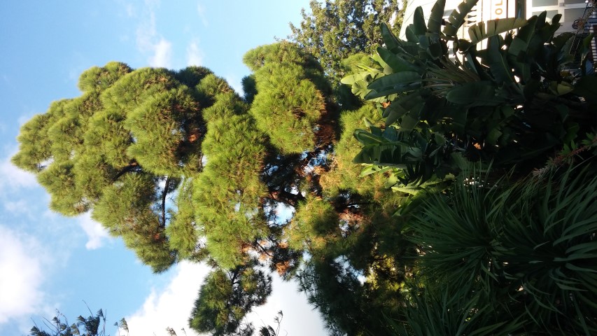 Pinus canariensis plantplacesimage20151011_162159.jpg
