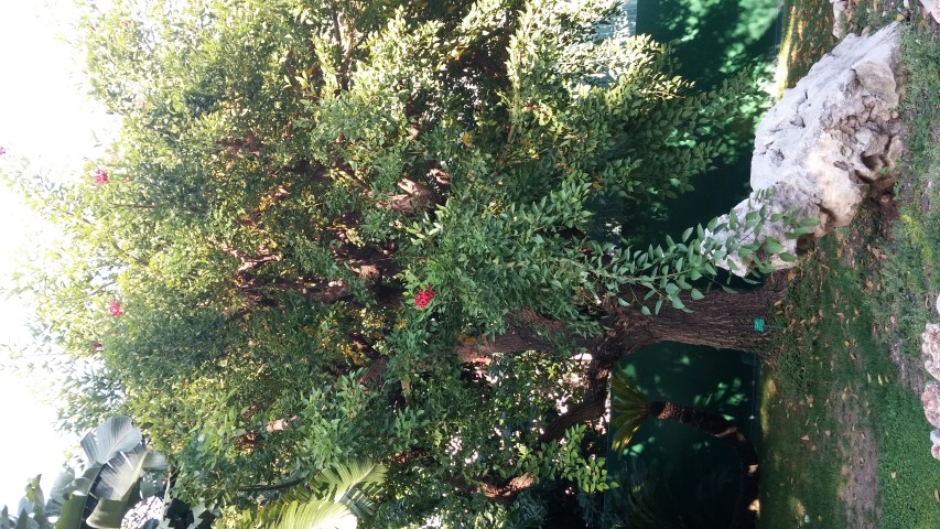 Erythrina crista-galli plantplacesimage20151011_163013.jpg