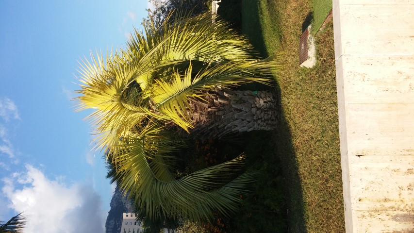 Syagrus capitata plantplacesimage20151011_171303.jpg