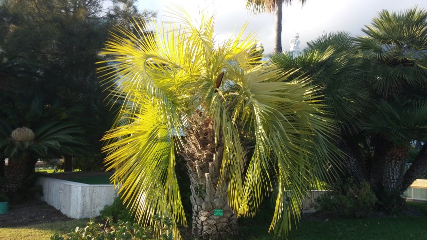 Syagrus capitata plantplacesimage20151011_171318.jpg