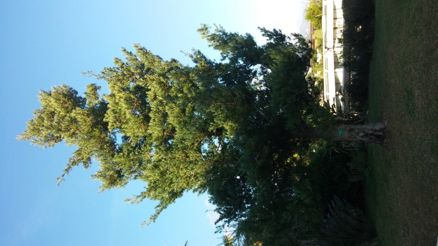 Podocarpus macrophyllus plantplacesimage20151011_171418.jpg