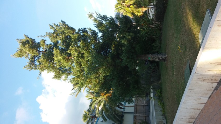 Podocarpus macrophyllus plantplacesimage20151011_171438.jpg