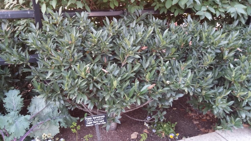 Prunus laurocerasus plantplacesimage20151017_175643.jpg