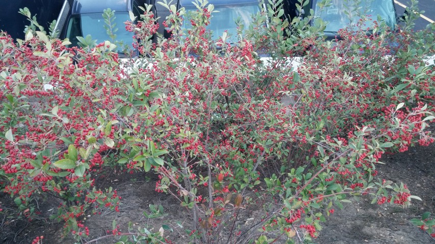 Aronia arbutifolia plantplacesimage20151017_180457.jpg