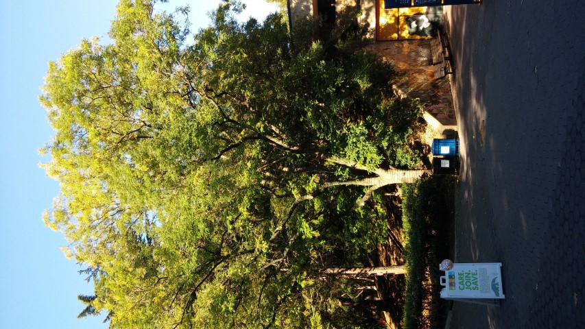 Styphnolobium japonicum plantplacesimage20151018_100110.jpg