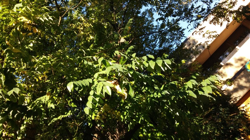 Styphnolobium japonicum plantplacesimage20151018_100151.jpg