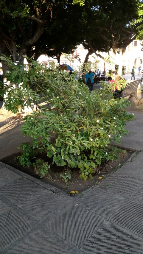 Tabernaemontana divaricata plantplacesimage20151210_163750.jpg