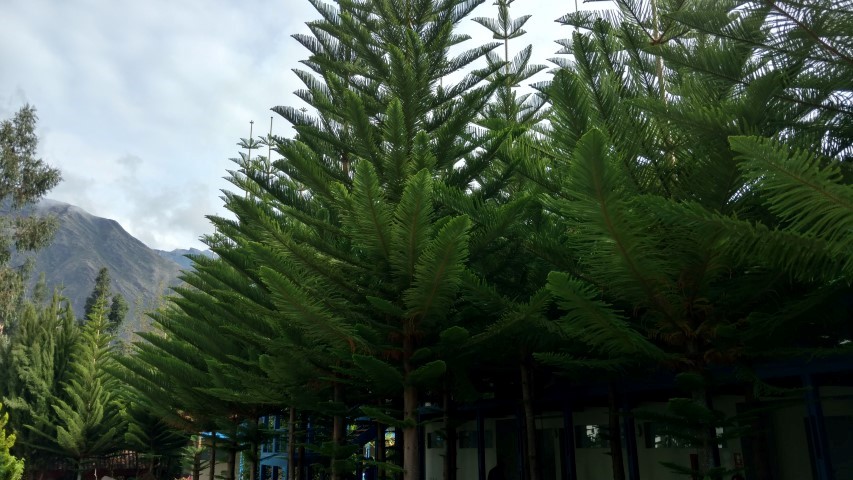 Picea abies plantplacesimage20151216_073845.jpg