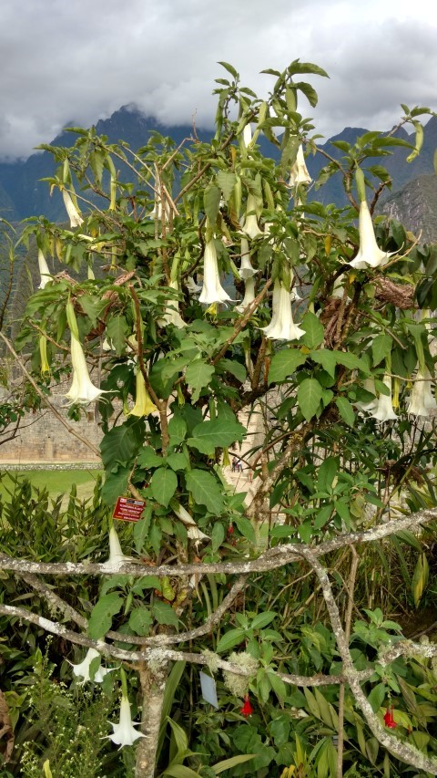 Brugmansia insignis plantplacesimage20151216_151802.jpg