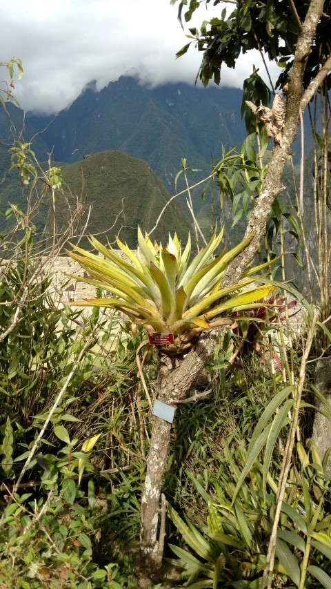 Tillandsia tovarensis plantplacesimage20151216_151938.jpg