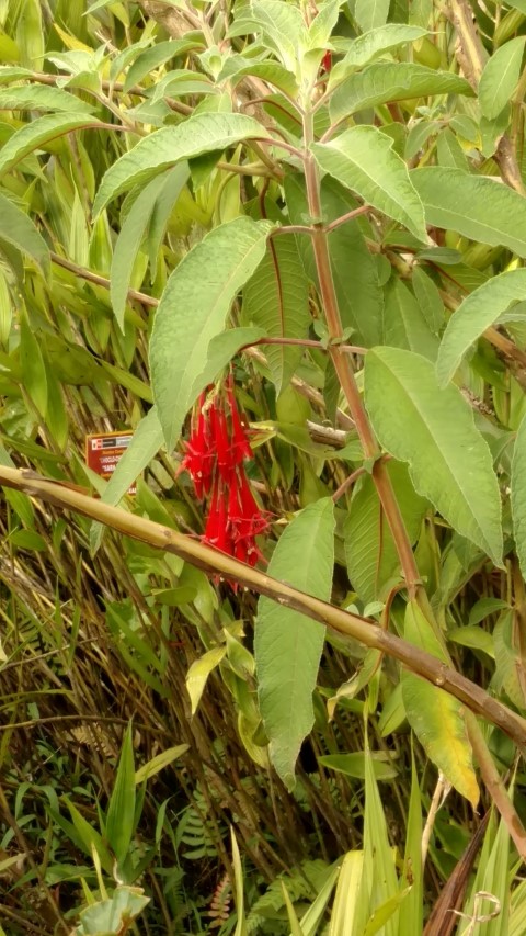 Fuchsia boliviana plantplacesimage20151216_152351.jpg