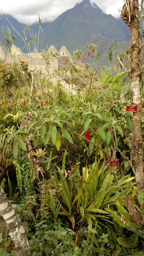 Fuchsia boliviana plantplacesimage20151216_152403.jpg