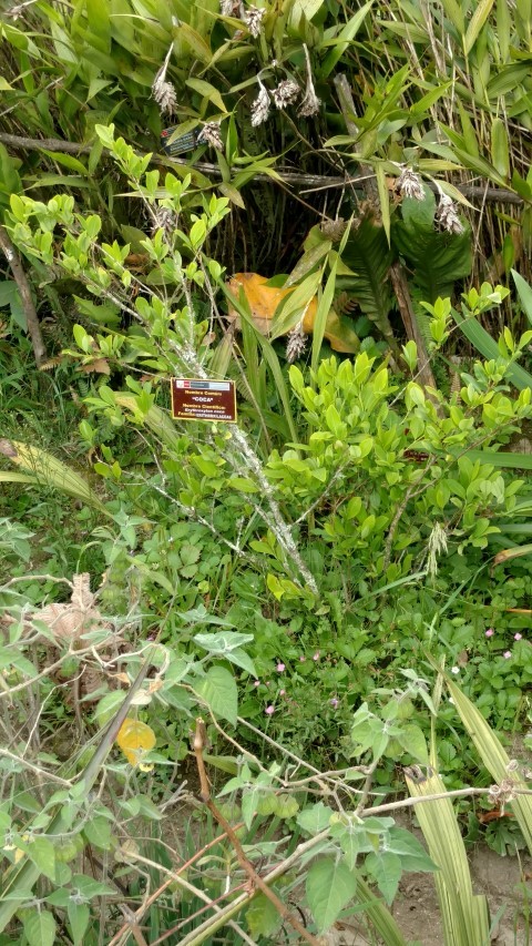 Erythroxylon coca plantplacesimage20151216_152602.jpg