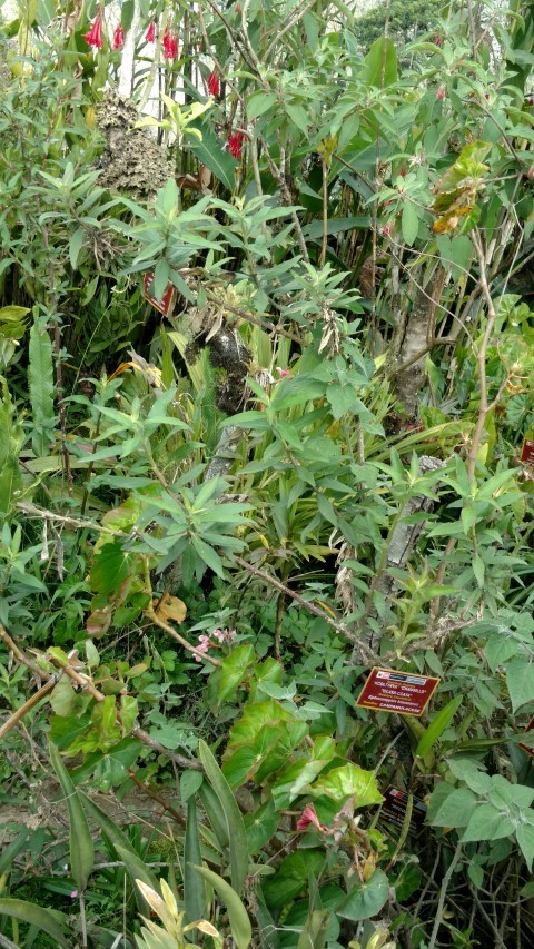 Siphocampylus krauseanus plantplacesimage20151216_152738.jpg