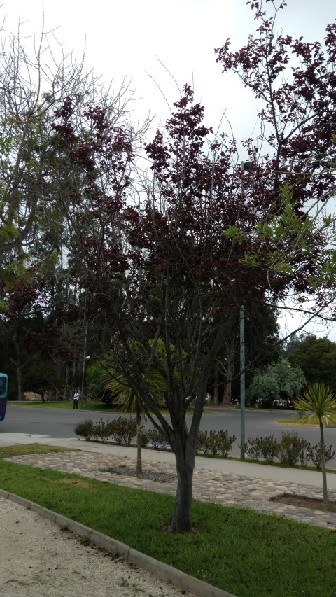 Prunus cerasifera plantplacesimage20151220_121219.jpg