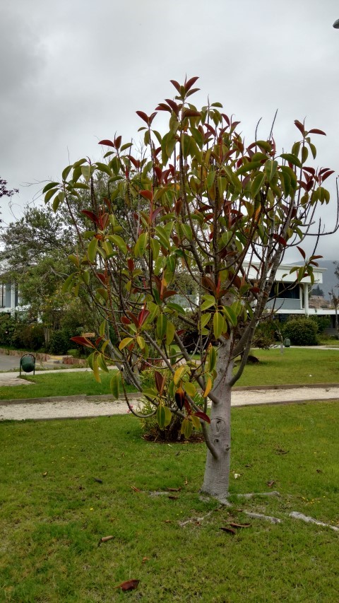 Ficus elastica plantplacesimage20151220_121322.jpg