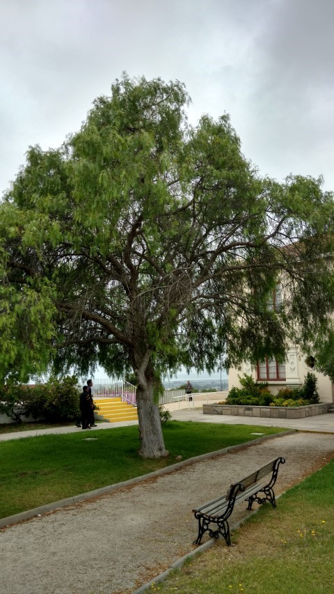 Schinus molle plantplacesimage20151220_121903.jpg