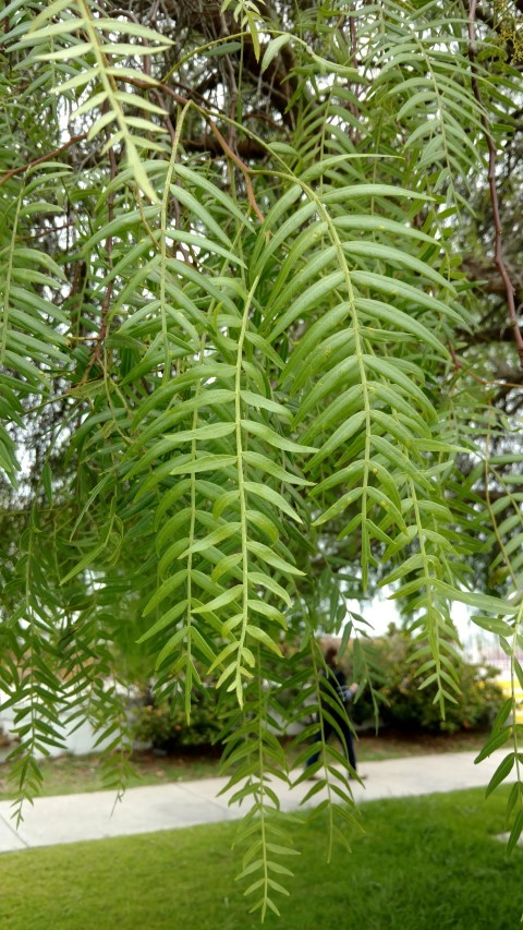 Schinus molle plantplacesimage20151220_121914.jpg