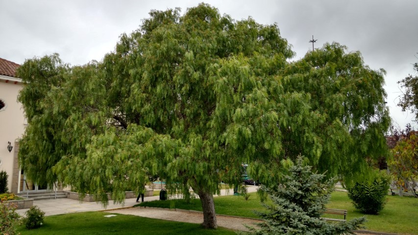 Schinus molle plantplacesimage20151220_121922.jpg