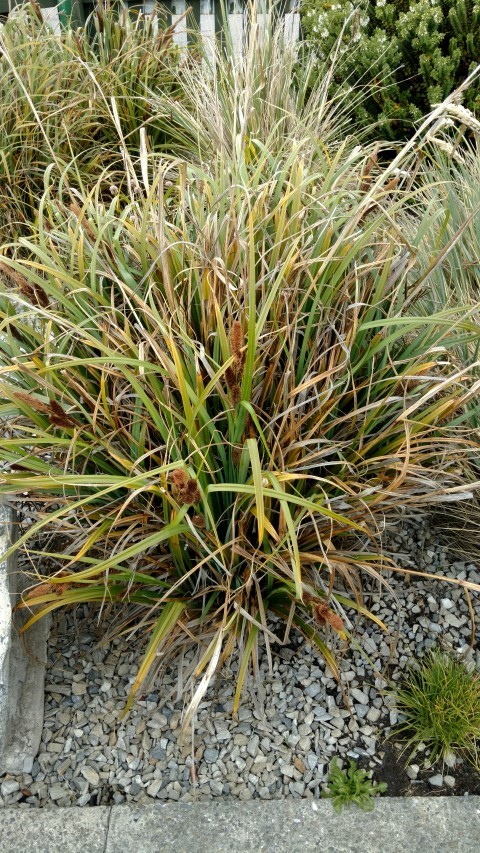 Leptinella scariosa plantplacesimage20151228_120023.jpg