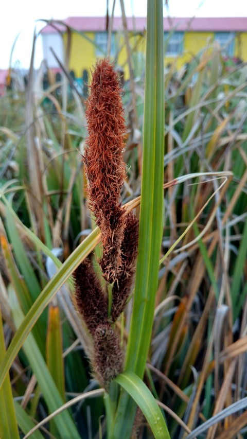 Leptinella scariosa plantplacesimage20151228_120042.jpg