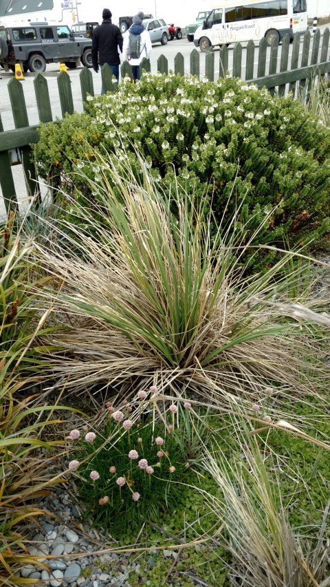 Poa flabellata plantplacesimage20151228_120619.jpg