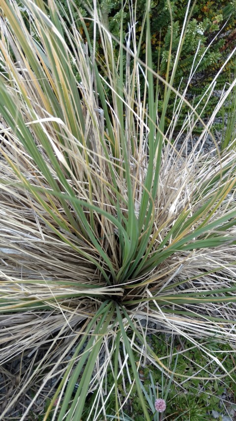 Poa flabellata plantplacesimage20151228_120630.jpg