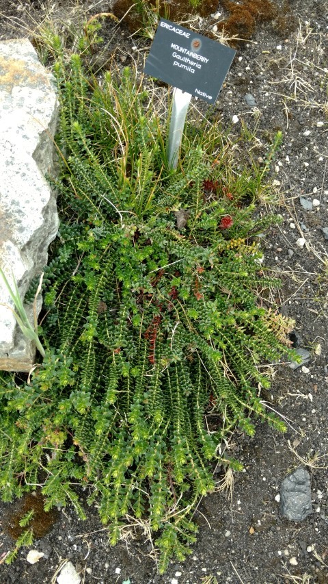 Gautheria pumia plantplacesimage20151228_120924.jpg