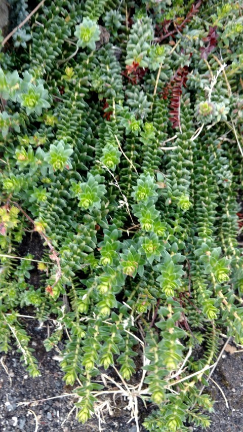 Gautheria pumia plantplacesimage20151228_120939.jpg