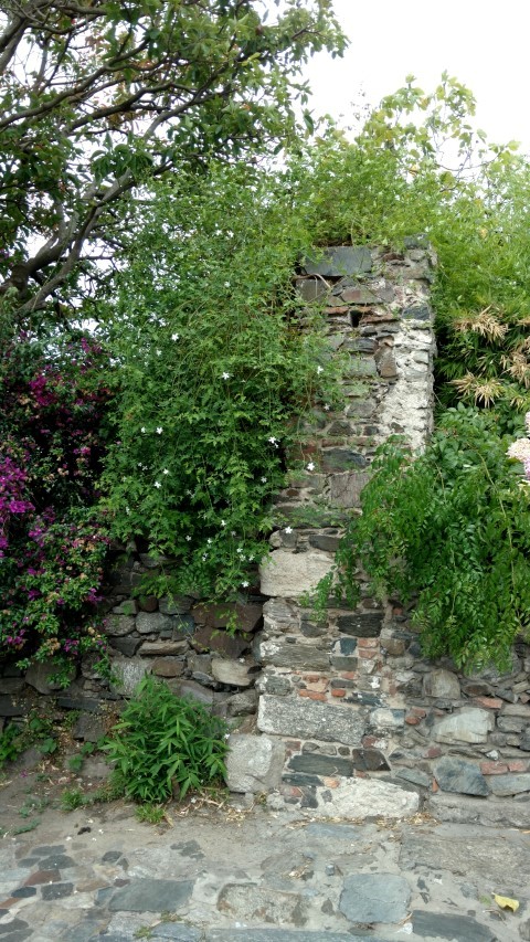 Tabernaemontana divaricata plantplacesimage20160101_110501.jpg