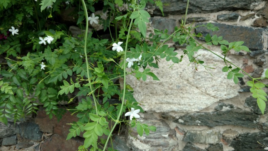 Tabernaemontana divaricata plantplacesimage20160101_110516.jpg