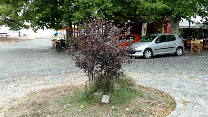 Prunus cerasifera plantplacesimage20160101_111217.jpg