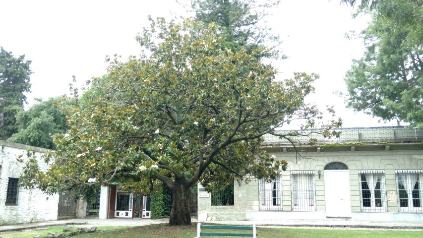 Magnolia grandiflora plantplacesimage20160101_125244.jpg