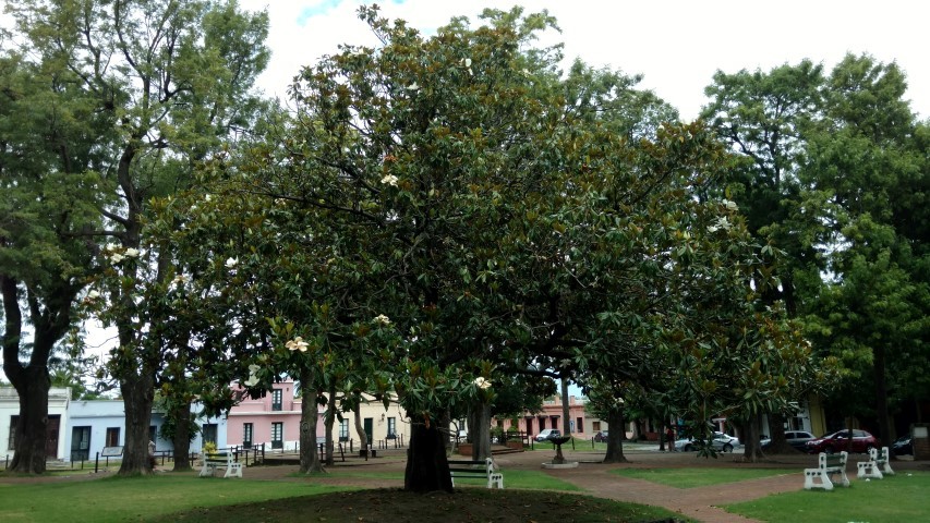 Magnolia grandiflora plantplacesimage20160101_125352.jpg