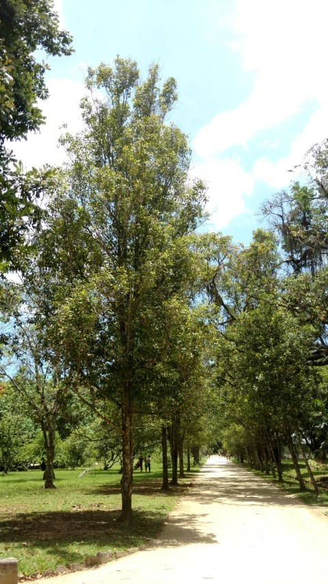 Syzgium aromaticum plantplacesimage20160105_121622.jpg