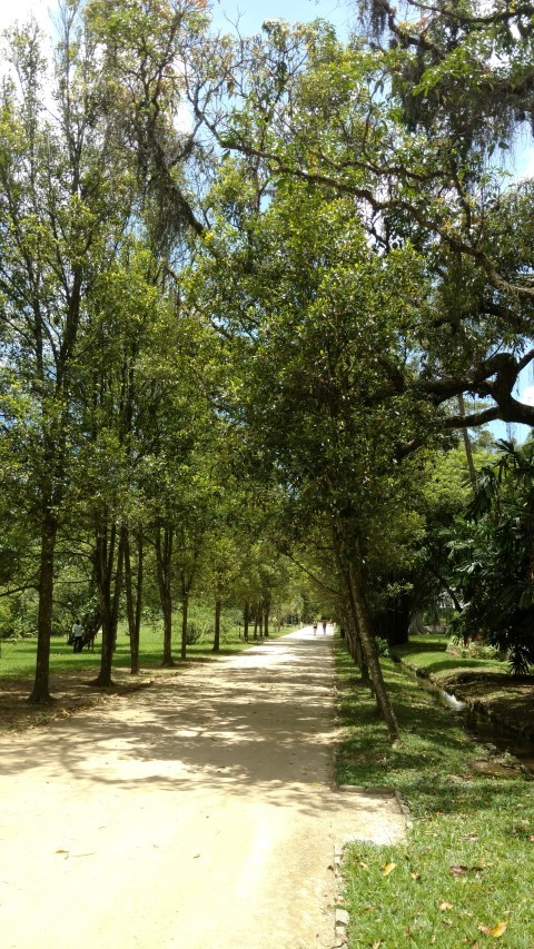 Syzgium aromaticum plantplacesimage20160105_121728.jpg