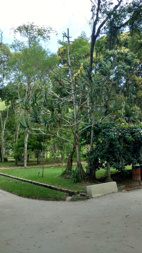 Pandanus utilis plantplacesimage20160105_131136.jpg