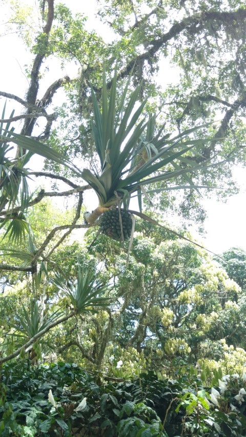 Pandanus utilis plantplacesimage20160105_131158.jpg