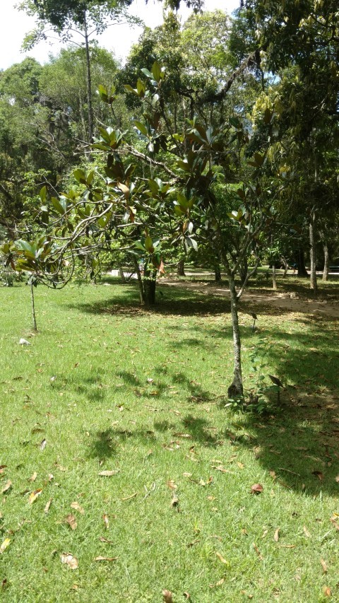 Magnolia grandiflora plantplacesimage20160105_131404.jpg