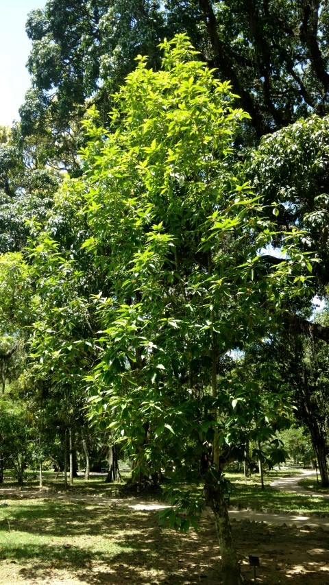 Michelia champaca plantplacesimage20160105_131839.jpg