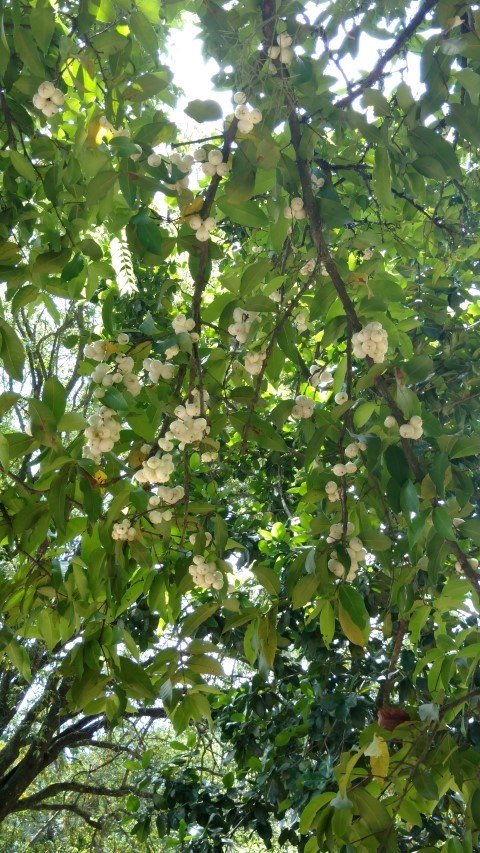 Syzygium aqueum plantplacesimage20160105_132044.jpg