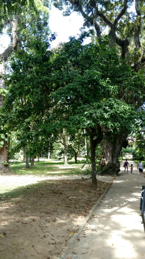 Syzygium aqueum plantplacesimage20160105_132111.jpg
