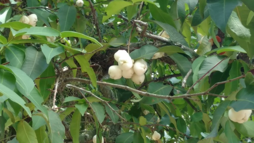 Syzygium aqueum plantplacesimage20160105_132127.jpg