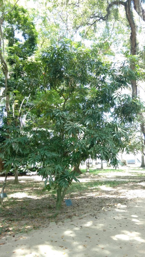 Saraca indica plantplacesimage20160105_133304.jpg