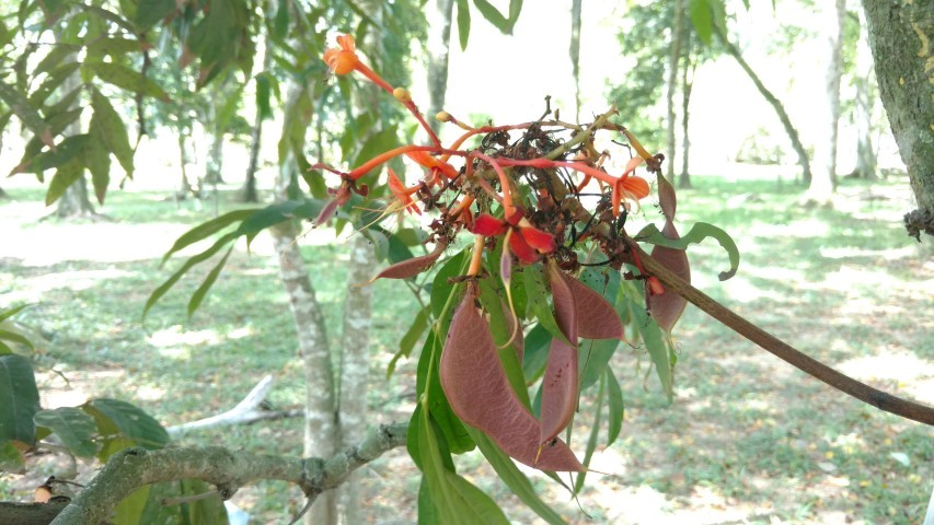 Saraca indica plantplacesimage20160105_133334.jpg